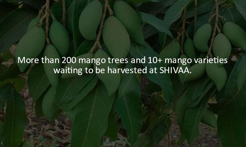 Event-Volunteer-Mango